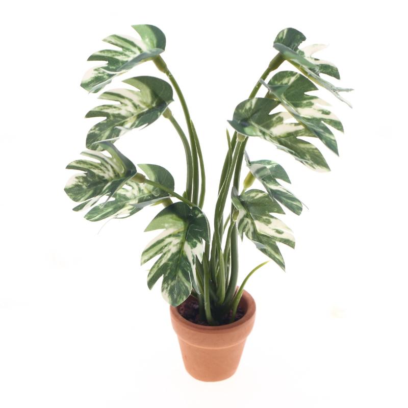 Bonsai Gardening - Nuovo. 1 Pezzo Pianta Verde Monstera