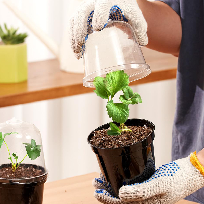Vasi per Piante da Vivaio, Fio - Bonsai Garden Nursery recensione e prezzo
