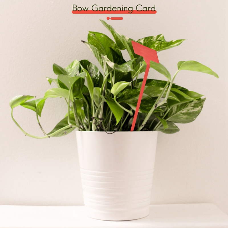 ABYP Attrezzi per piantare gia - Bonsai Garden Nursery recensione e prezzo