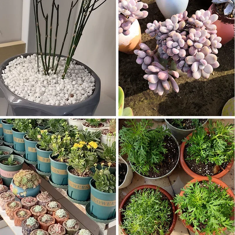 1L/2L Perlite Pellet Configura - Bonsai Garden Nursery recensione e prezzo