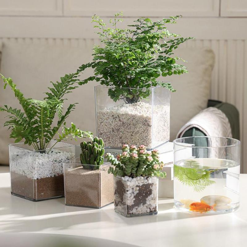 Vasi per piante in acrilico tr - Bonsai Garden Nursery recensione e prezzo