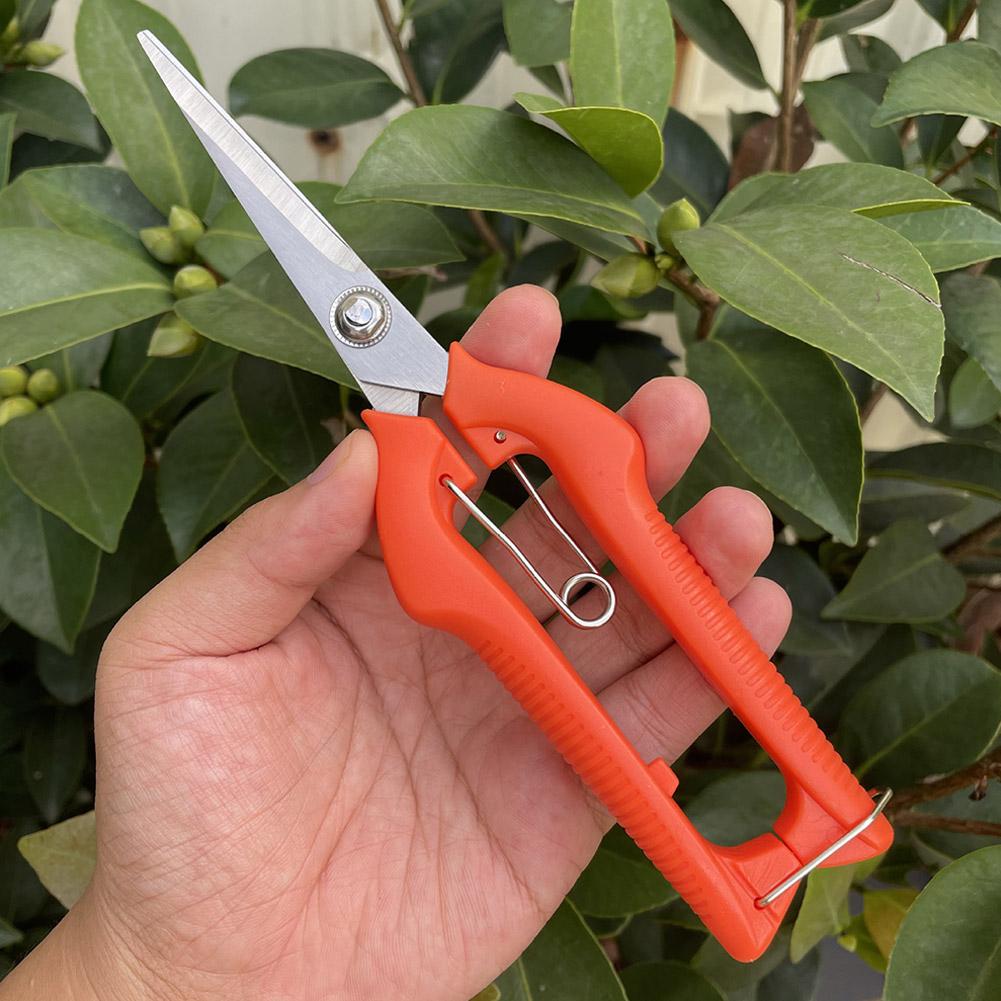 Forbici da Potatura Profession - Bonsai Garden Plants recensione e prezzo