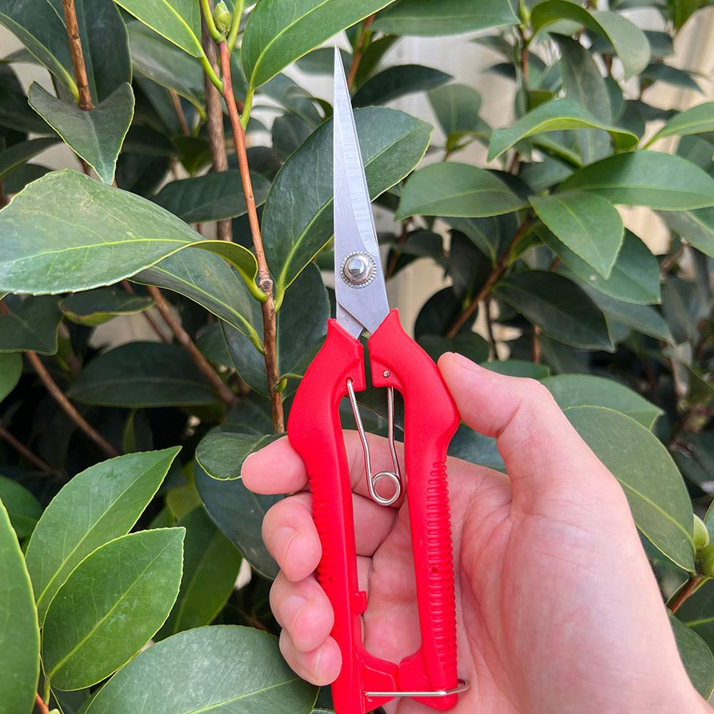 Forbici da Potatura Profession - Bonsai Garden Plants recensione e prezzo