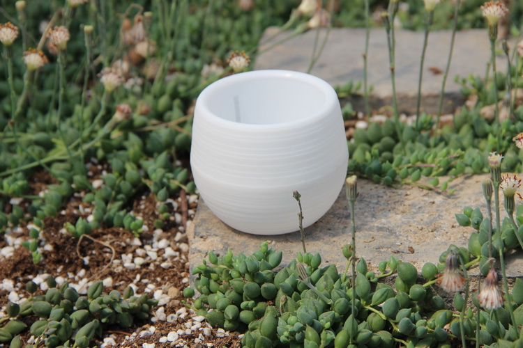 Mini vasi da fiori in plastica - Bonsai Garden Nursery recensione e prezzo