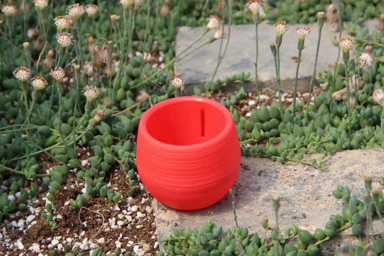Mini vasi da fiori in plastica - Bonsai Garden Nursery recensione e prezzo