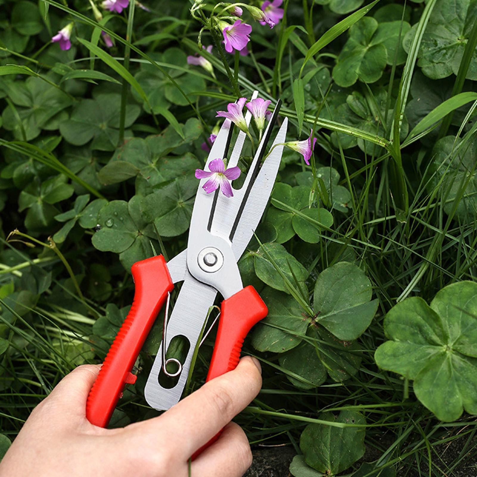 Forbici da Giardino in Acciaio - Bonsai Gardening recensione e prezzo
