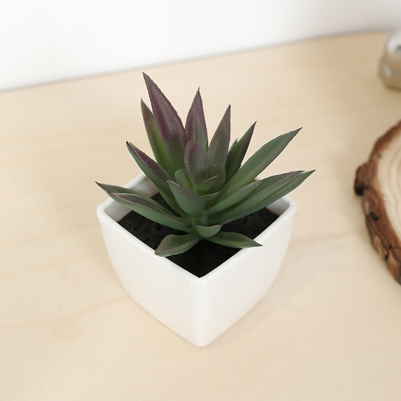 Mini tazza di fata artificiale - Bonsai Garden Kit recensione e prezzo