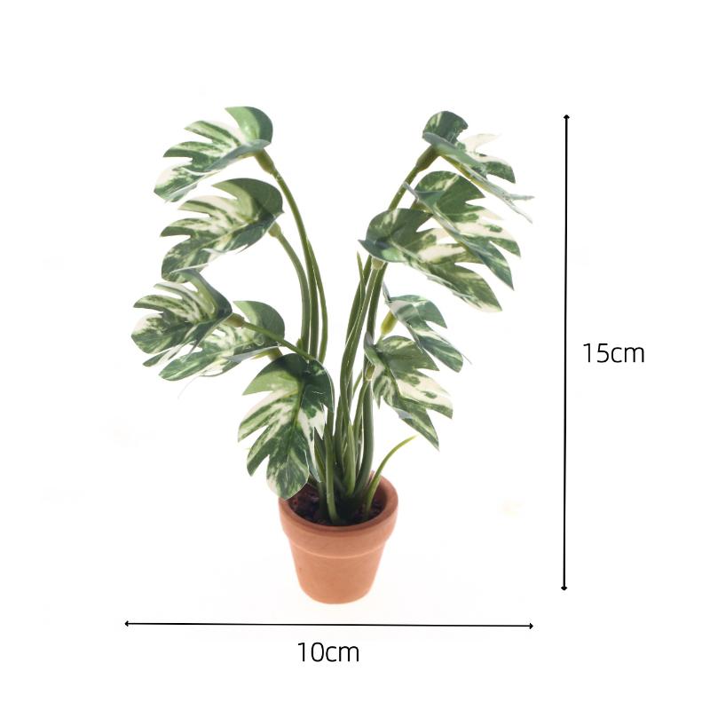 Nuovo. 1 Pezzo Pianta Verde Mo - Bonsai Gardening recensione e prezzo