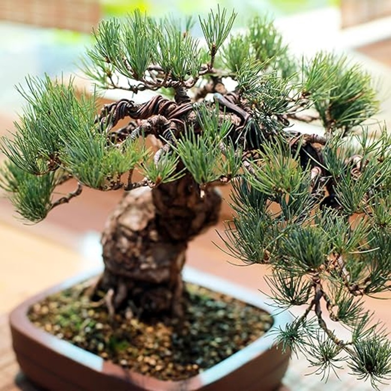 Filo per Bonsai in Alluminio N - Bonsai Wire Aluminum recensione e prezzo