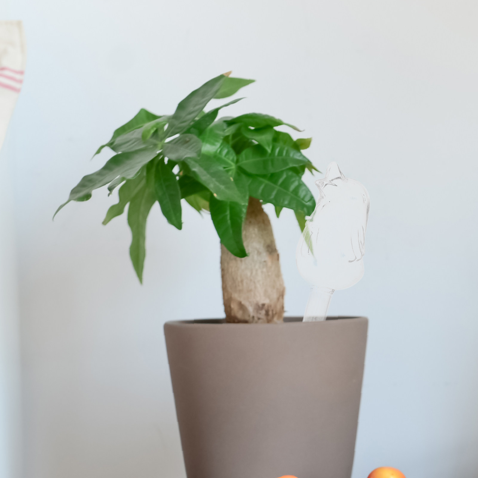 Dispositivo Automatico di Irri - Bonsai Garden Plants recensione e prezzo